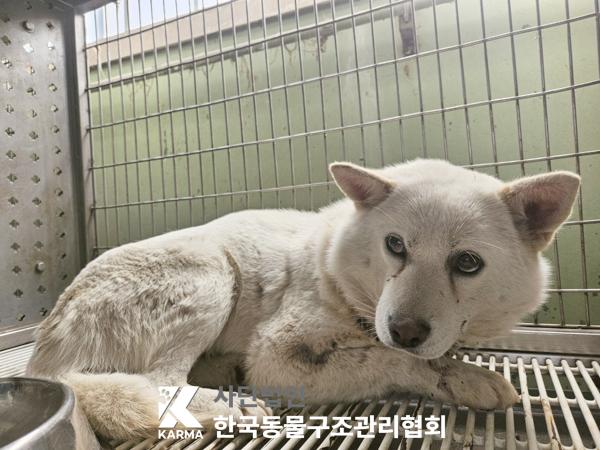 보호중 믹스견의 가…